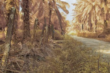 Palmiye yağı çiftliğindeki doğal bitki örtüsünün kızılötesi görüntüsü.