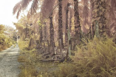 Palmiye yağı çiftliğindeki doğal bitki örtüsünün kızılötesi görüntüsü.