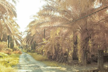 Palmiye yağı çiftliğindeki doğal bitki örtüsünün kızılötesi görüntüsü.