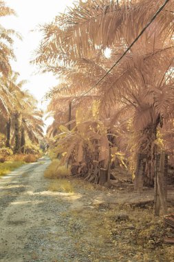 Palmiye yağı çiftliğindeki doğal bitki örtüsünün kızılötesi görüntüsü.