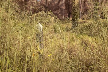 Palmiye yağı çiftliğindeki doğal bitki örtüsünün kızılötesi görüntüsü.