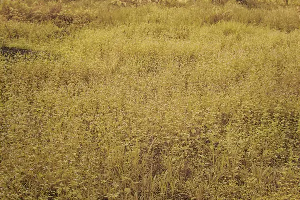 Palmiye yağı çiftliğindeki doğal bitki örtüsünün kızılötesi görüntüsü.
