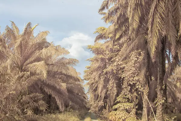 Palmiye yağı çiftliğindeki doğal bitki örtüsünün kızılötesi görüntüsü.