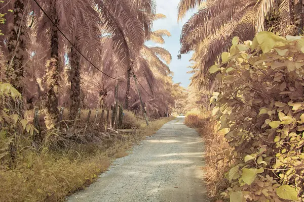 Palmiye yağı çiftliğindeki doğal bitki örtüsünün kızılötesi görüntüsü.