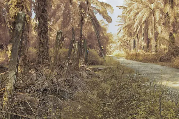 Palmiye yağı çiftliğindeki doğal bitki örtüsünün kızılötesi görüntüsü.