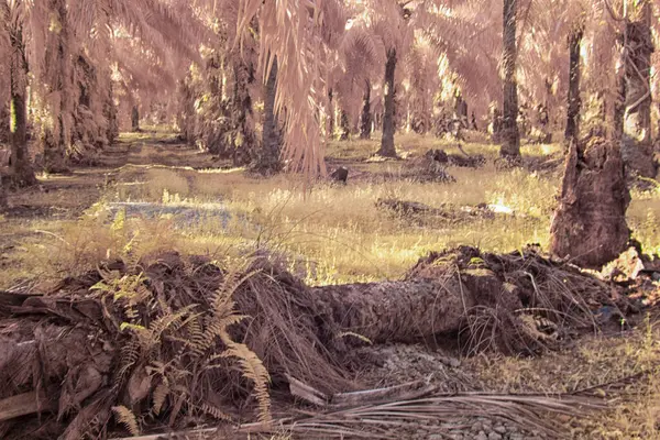 Palmiye yağı çiftliğindeki doğal bitki örtüsünün kızılötesi görüntüsü.