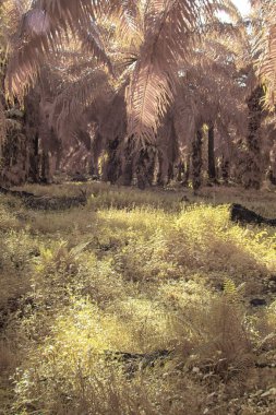 Palmiye yağı çiftliğindeki doğal bitki örtüsünün kızılötesi görüntüsü.