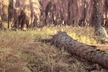 Palmiye yağı çiftliğindeki doğal bitki örtüsünün kızılötesi görüntüsü.