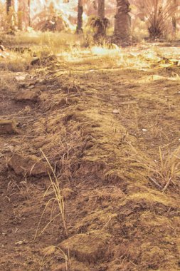 Palmiye yağı çiftliğindeki doğal bitki örtüsünün kızılötesi görüntüsü.