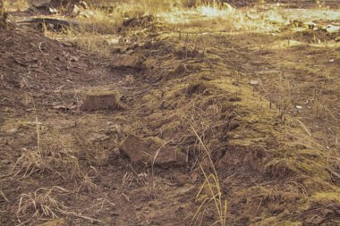 Palmiye yağı çiftliğindeki doğal bitki örtüsünün kızılötesi görüntüsü.