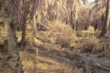 Palmiye yağı çiftliğindeki doğal bitki örtüsünün kızılötesi görüntüsü.