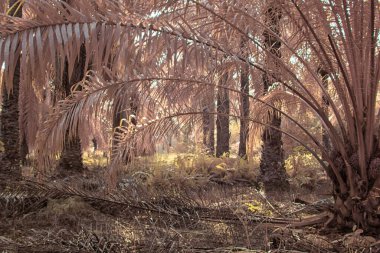 Palmiye yağı çiftliğindeki doğal bitki örtüsünün kızılötesi görüntüsü.