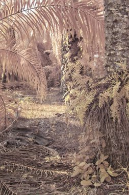 Palmiye yağı çiftliğindeki doğal bitki örtüsünün kızılötesi görüntüsü.