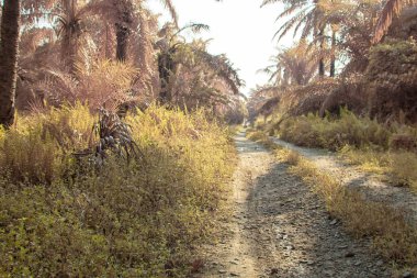 Palmiye yağı çiftliğindeki doğal bitki örtüsünün kızılötesi görüntüsü.
