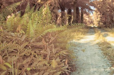 Palmiye yağı çiftliğindeki doğal bitki örtüsünün kızılötesi görüntüsü.