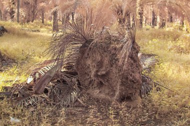 Palmiye yağı çiftliğindeki doğal bitki örtüsünün kızılötesi görüntüsü.