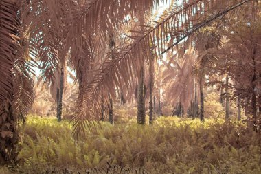 Palmiye yağı çiftliğindeki doğal bitki örtüsünün kızılötesi görüntüsü.