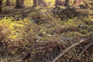 Palmiye yağı çiftliğindeki doğal bitki örtüsünün kızılötesi görüntüsü.