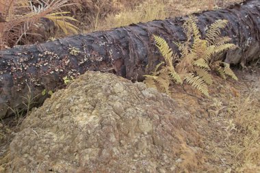 Palmiye yağı çiftliğindeki doğal bitki örtüsünün kızılötesi görüntüsü.