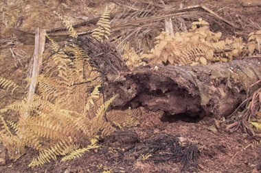 Palmiye yağı çiftliğindeki doğal bitki örtüsünün kızılötesi görüntüsü.