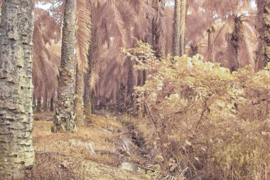 Palmiye yağı çiftliğindeki doğal bitki örtüsünün kızılötesi görüntüsü.