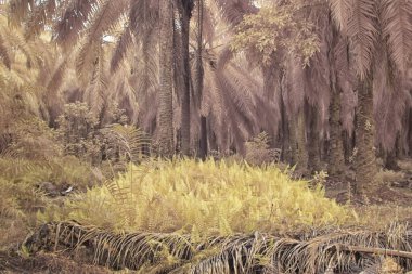 Palmiye yağı çiftliğindeki doğal bitki örtüsünün kızılötesi görüntüsü.