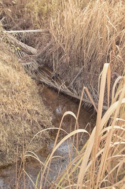 Palmiye yağı çiftliğindeki doğal bitki örtüsünün kızılötesi görüntüsü.