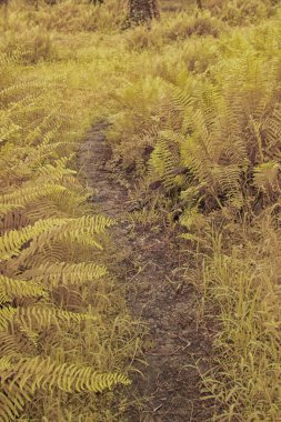 Çiftliğin etrafında filizlenen bitki eğreltiotlarının kızılötesi görüntüsü..