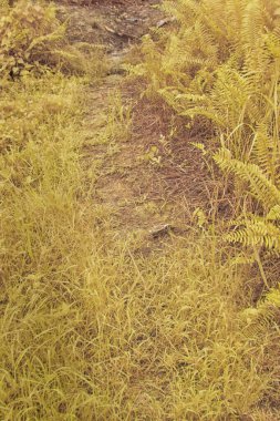 Çiftliğin etrafında filizlenen bitki eğreltiotlarının kızılötesi görüntüsü..