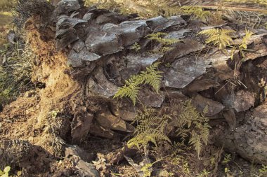 Çiftliğin etrafında filizlenen bitki eğreltiotlarının kızılötesi görüntüsü..
