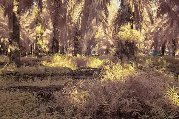 Palmiye yağı çiftliğindeki doğal bitki örtüsünün kızılötesi görüntüsü.