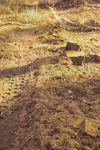 Palmiye yağı çiftliğindeki doğal bitki örtüsünün kızılötesi görüntüsü.