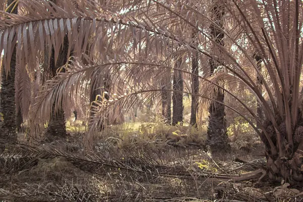 Palmiye yağı çiftliğindeki doğal bitki örtüsünün kızılötesi görüntüsü.