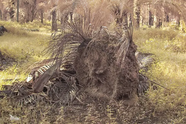 Palmiye yağı çiftliğindeki doğal bitki örtüsünün kızılötesi görüntüsü.