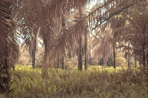 Palmiye yağı çiftliğindeki doğal bitki örtüsünün kızılötesi görüntüsü.