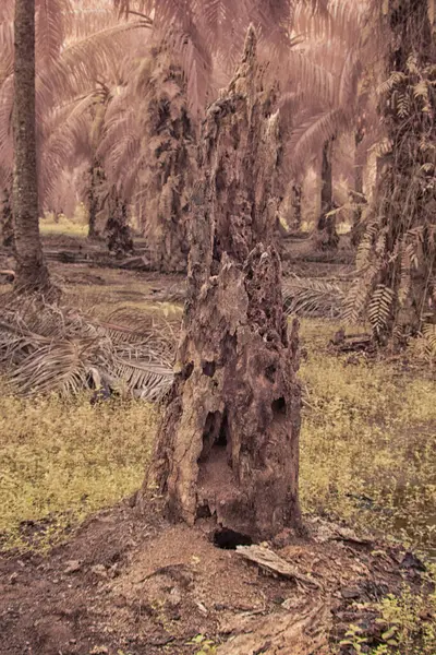 Palmiye yağı çiftliğindeki doğal bitki örtüsünün kızılötesi görüntüsü.