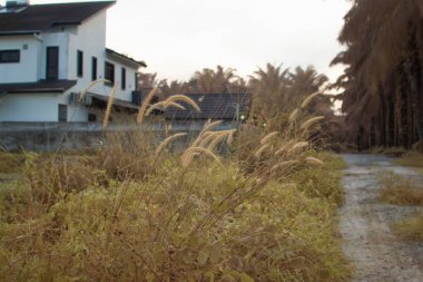 Kızılötesi manzara vahşi tarlaların üzerinde büyüyen çalıları temizliyor..