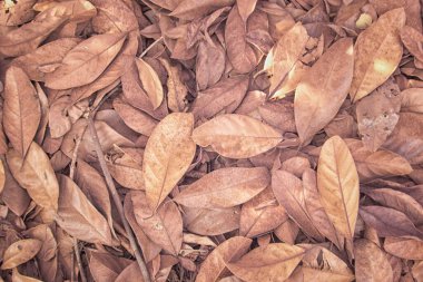 Yüzeyde kurumuş yaprak dokusuyla üst görünüm kızılötesi görüntüsü. 