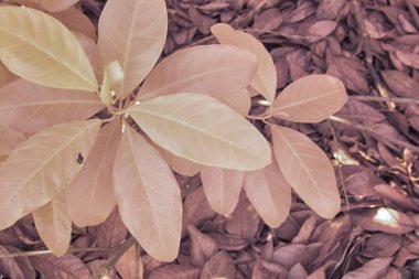 Yüzeyde kurumuş yaprak dokusuyla üst görünüm kızılötesi görüntüsü. 