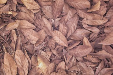 Yüzeyde kurumuş yaprak dokusuyla üst görünüm kızılötesi görüntüsü. 