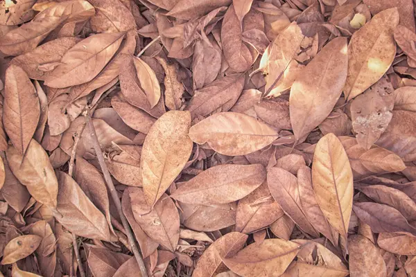 Yüzeyde kurumuş yaprak dokusuyla üst görünüm kızılötesi görüntüsü. 