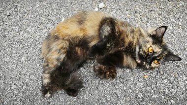 Rüzgarlı, kahverengimsi, oynak kedi asfalt sokakta dinleniyor..