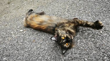 Rüzgarlı, kahverengimsi, oynak kedi asfalt sokakta dinleniyor..