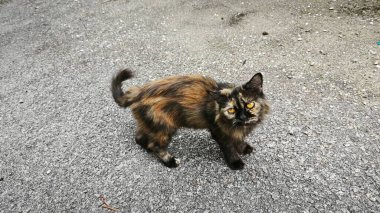 Rüzgarlı, kahverengimsi, oynak kedi asfalt sokakta dinleniyor..