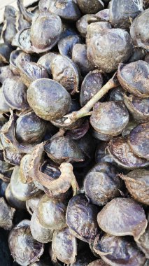 koyu renkli arşiv arşivi pauciflorum sebze tohumları yığını.