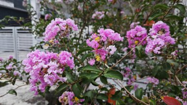 Dalların üzerinde pembe lagerstroemia indica çiçeği kümesi..