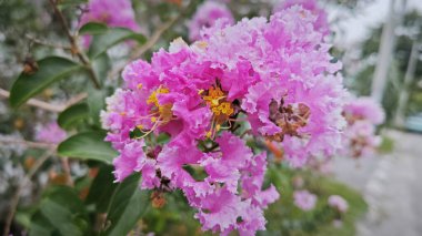 Dalların üzerinde pembe lagerstroemia indica çiçeği kümesi..