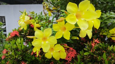 Çiçek açan sarı allamanda katalizör yaprakları dallarda çiçek açıyor..