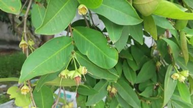 Yapraksı yapraklı dallar genç syzygium samarangense meyveleriyle dolu..