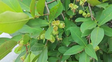 Yapraksı yapraklı dallar genç syzygium samarangense meyveleriyle dolu..